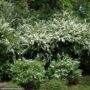 Spirea – Snowmound – #3 Container